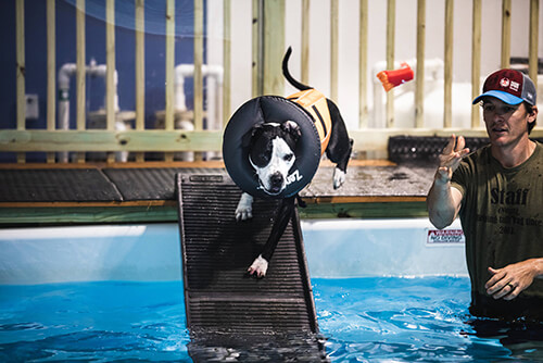Doggie Swimming Pool, Portland, Maine